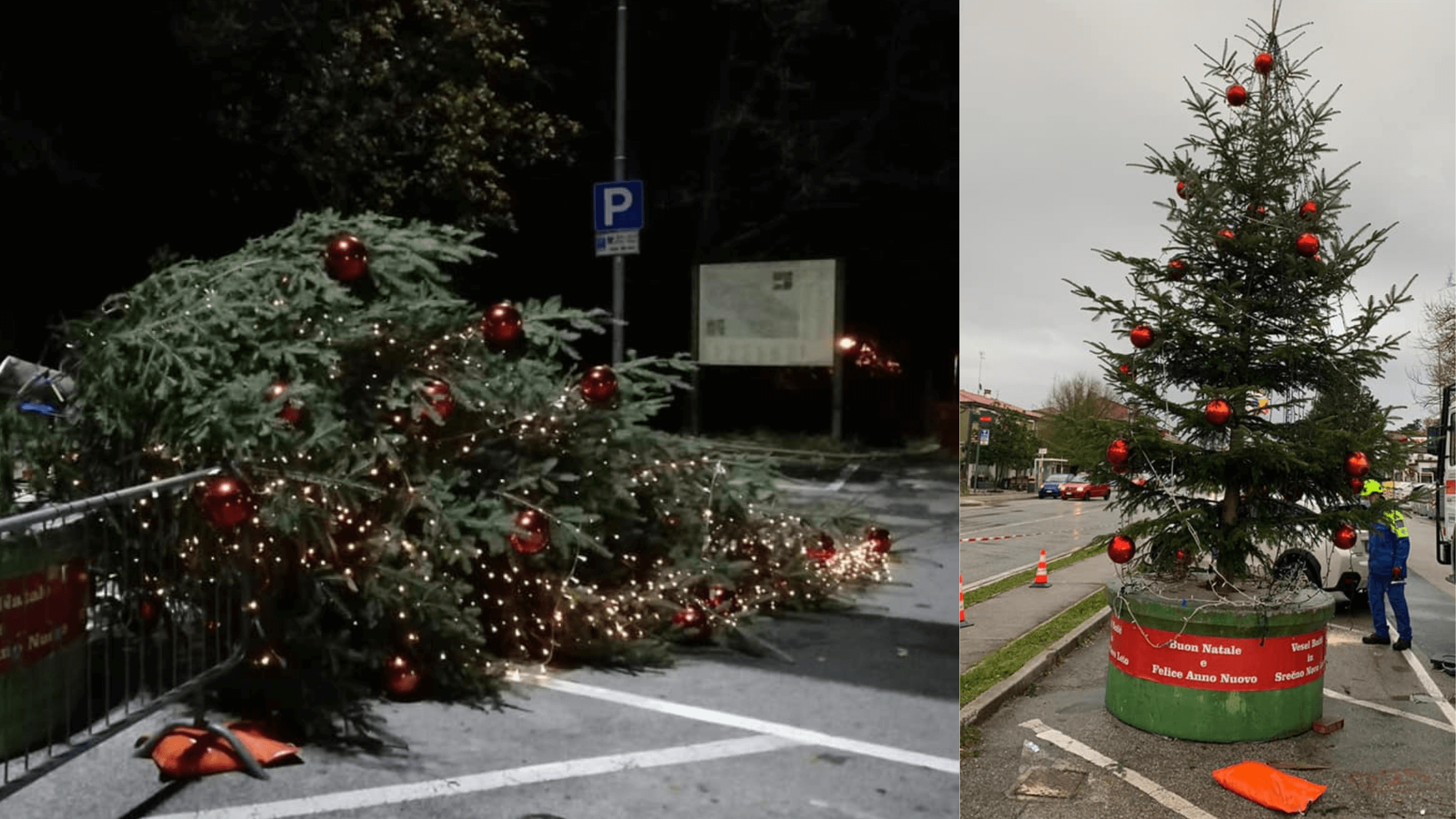 Ripristinato in tempo record l'albero di Natale di Sistiana abbattutto ieri notte dai vandali 